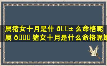 属猪女十月是什 🐱 么命格呢（属 🐘 猪女十月是什么命格呢婚姻）